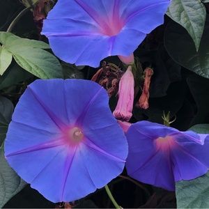 Meet your Posher, Aneta